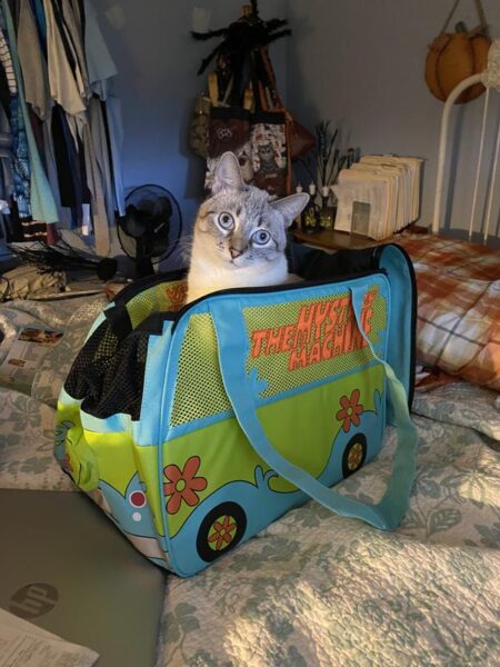 Buckle-Down Scooby Doo THE MYSTERY MACHINE Van Cat & Dog Carrier 1701ce25 7a7b 5e02 8890 b3bb12aac74c
