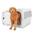 EveryYay Classic Going Places Pet Kennel, 40