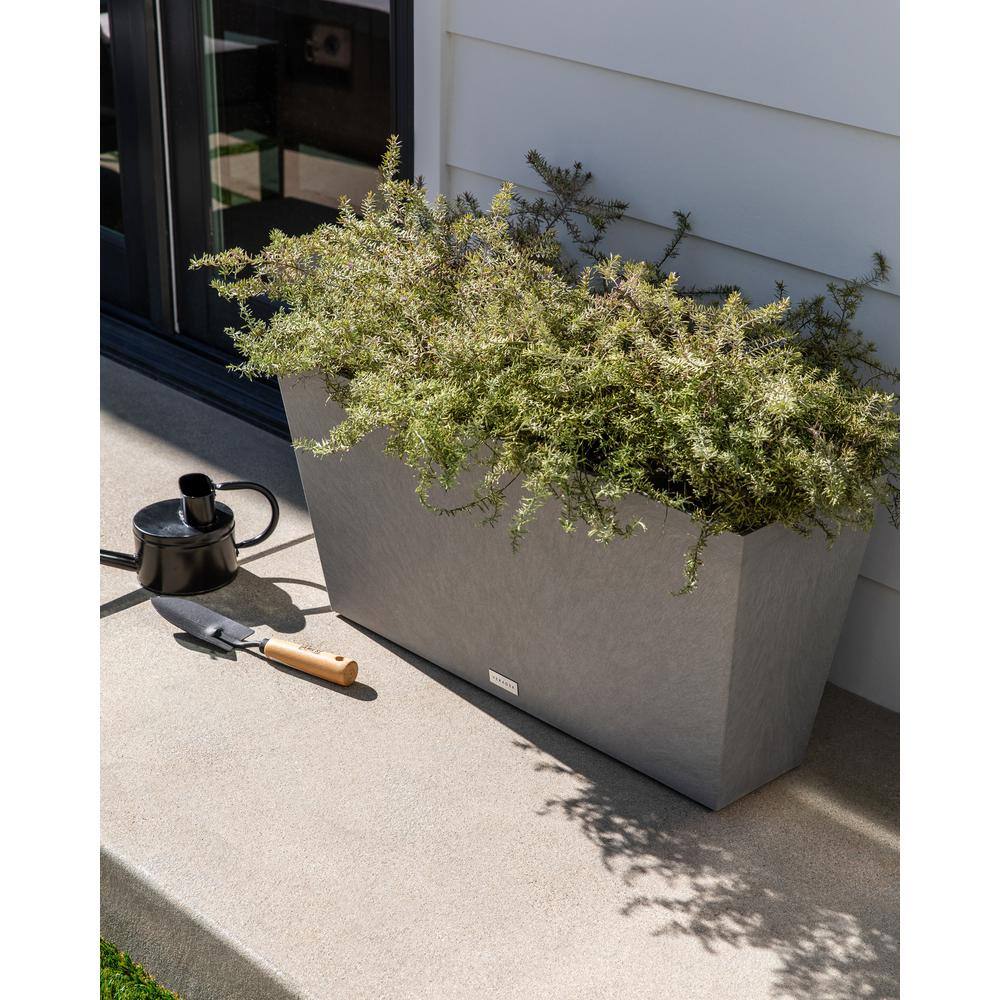 peppermint plant seeds for sale Peppermint Seeds main image 1